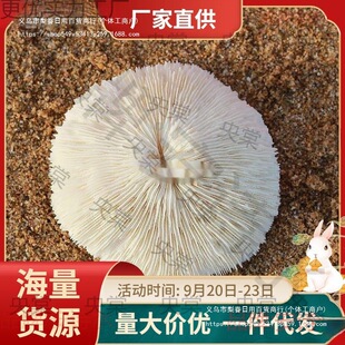 ��Ȼ��ɺ���A�ξջ�Ģ��ؐ���~���쾰�����b�Ʒ�[��ˮ������