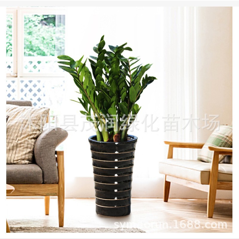 New Green Plants, Money Tree Potted Plants, Suitable for Planting All Year Round, New Year's Flowers, Indoor Balcony and Living Room Display Potted Plants