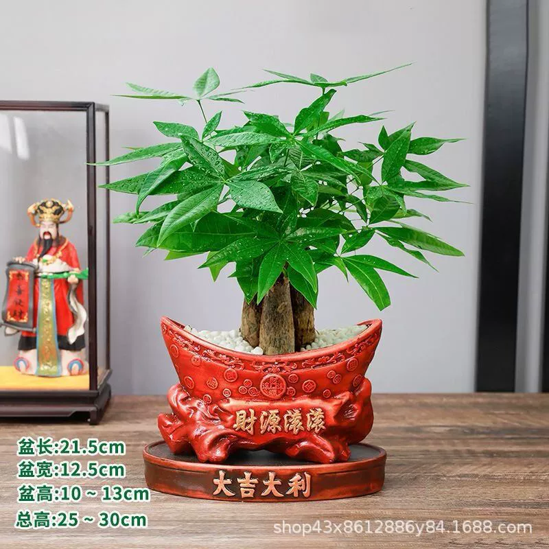 Цветы в горшках, зеленые деревья, гидропоника, поглощающая формальдегид, денежные деревья, офисы, спальни, гостиные, легко кормить маленькие зеленые растения.