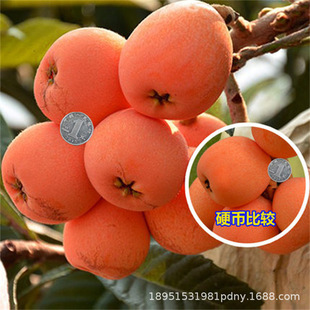 Rock Sugar Loquat Saplings, Loquat Saplings Planted in the North and South, Seedless Extra-Large Fruit Saplings, Large Five-Star Loquat Fruit Saplings