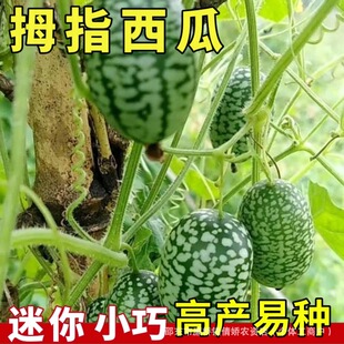ĴָС���Ͽ�ʳ���^�p���������ļ��̨����СԺ�׷NĴָ���ϷN��