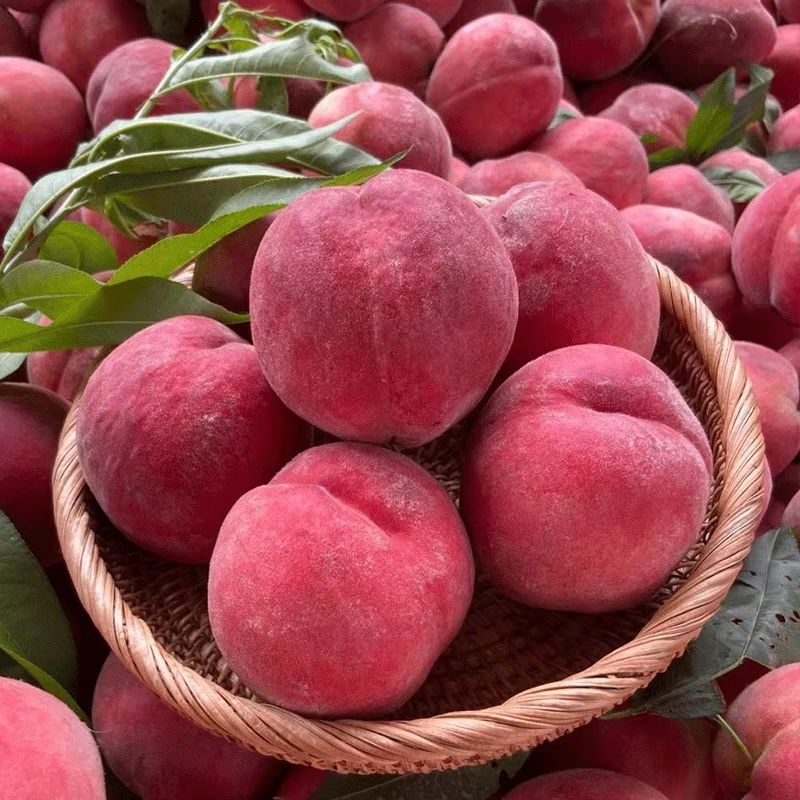 핫 세일: 1.6kg개들이 풀박스 [큰 과일] 크고 달콤함