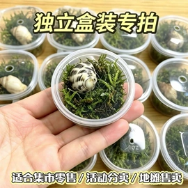 万圣节摆件;花盆容器;盆栽