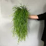 常春家居春草仿真花艺