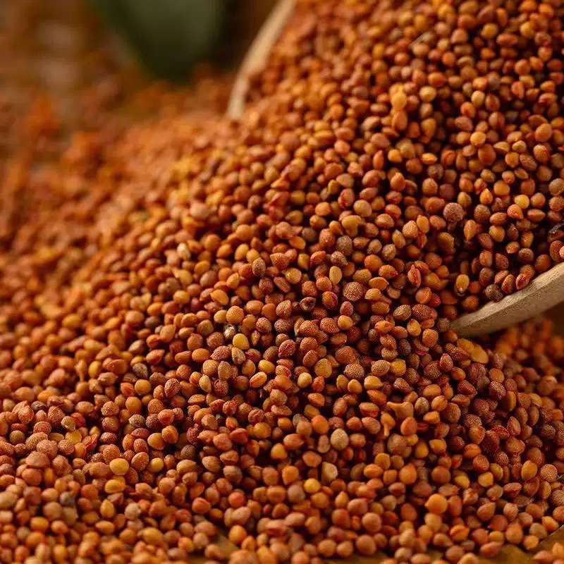 Chu Shi Zi (Broussonetia papyrifera Fruit) — Dried Food Herb, 500g overview