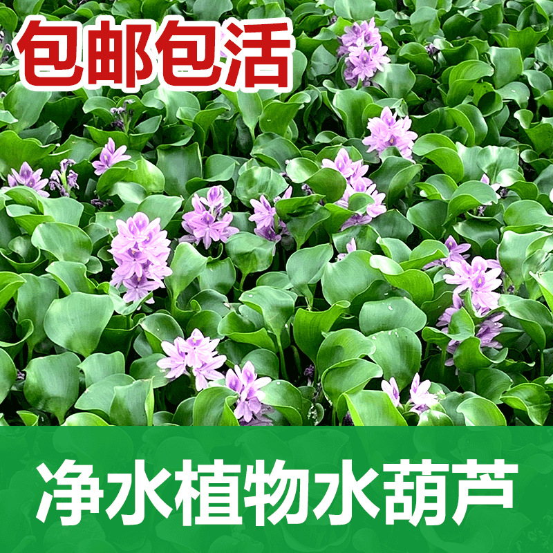 Water Gourd Duckweed Aquatic Plant Fish Farming Turtle Fish Tank Landscaping Purification Water Fish Pond Aquatic Plant Seeds Water Hibiscus