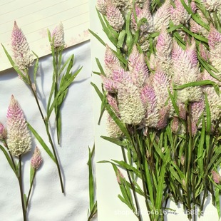 Fox grass dried flower embossed flower nail beauty makeup material natural real flower plant specimen glue drop handmade material
