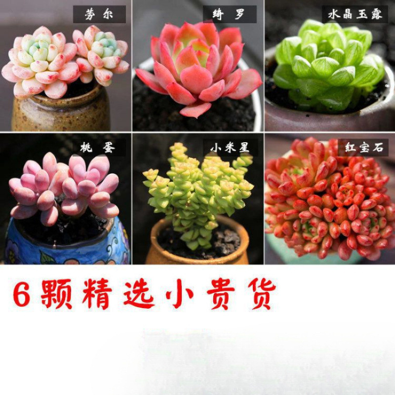 多肉植物卸売鉢植え組み合わせ花屋内ルビーエデナス高級多肉植物ガーデニング|undefined