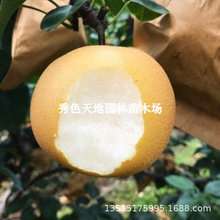 嫁接梨子树苖晚秋黄梨南方北方种植果树梨树盆栽梨子树苗当年结果