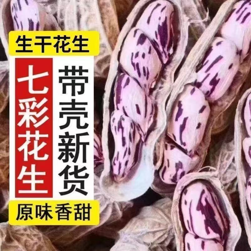 云南新货七彩花生原味带壳新鲜水果花生 晒干小零食 净重发货
