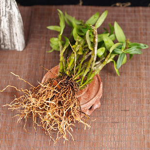 ʯ����4���Ұ���FƤʯ���N���FƤ�����Բ������͘�Ƥ���|