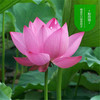 Bowl lotus hydroponic plant species, flowers, flowers, four seasons of interior flowering water, water lotus lotus seed lotus seed seed seeds