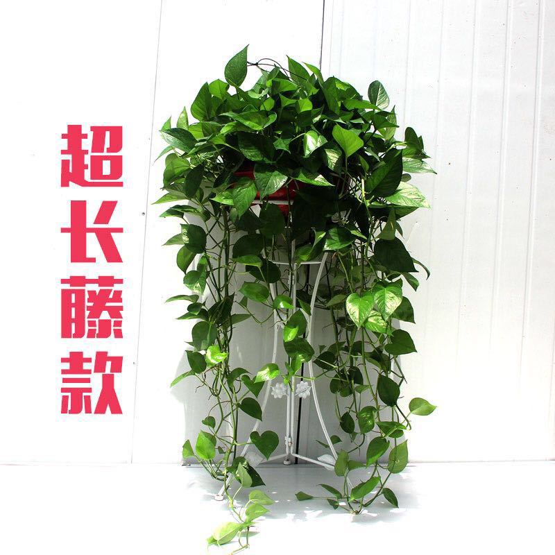 360特長騰綠蘿送底盤一盆