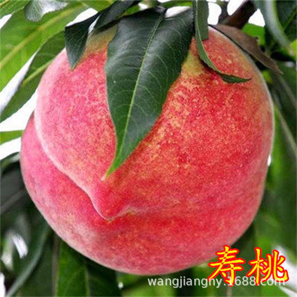 基地现挖出售桃树 桃树苗 永连蜜桃桃树苗 中晚熟桃 结果率高专用