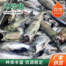 去头马哈鱼 青岛厂家供应马哈鱼鱼块  冻海鲜银磷大马哈鱼