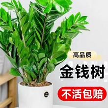 金钱树盆栽植物室内花卉大型客厅好养绿植大摇钱小发财树办公桌