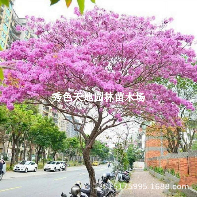 紫花风铃木树苗 嫁接绣球花 黄花风铃木苗名贵庭院绿植开花景观树