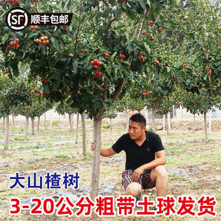 �ش�ɽ高���玧�����Ϙ�ͥԺ������t���Ϸ������Nֲ�޽�ɽ���