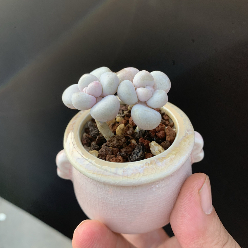小さな多肉植物、超かわいい、貴重で希少な親指鉢、ミニ鉢植え、鉢付き多肉植物鉢植え、小さな古い支柱|undefined