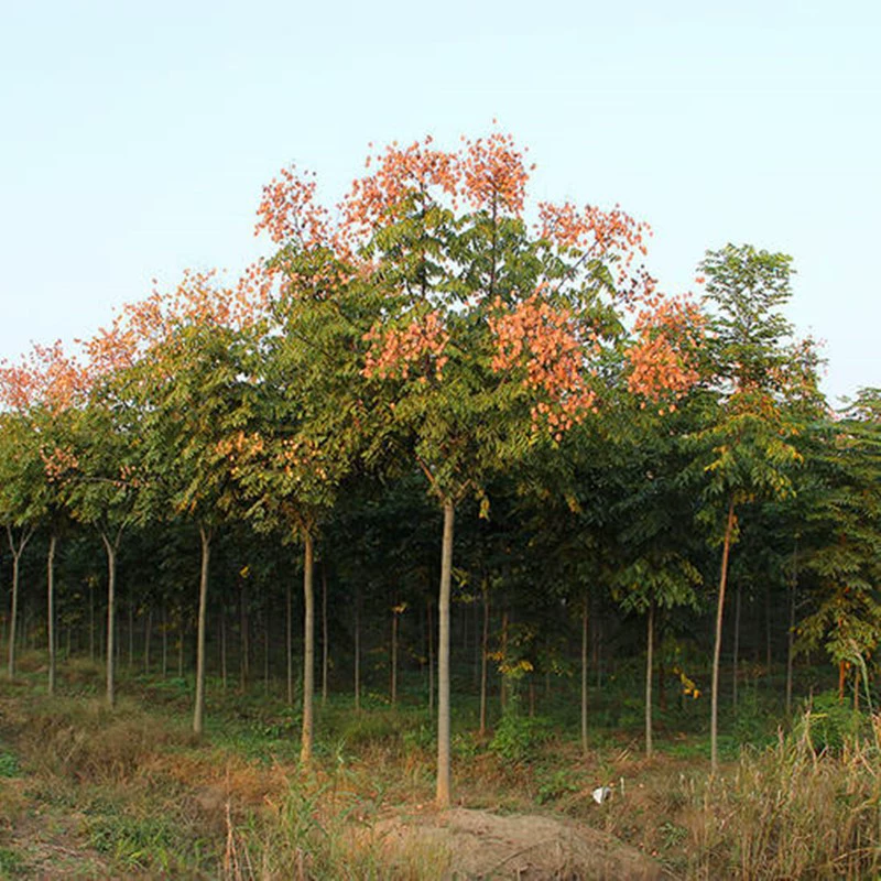 Саженцы деревьев Luan небольшие саженцы Хуаншань Луан Пекин Луан садовый проект озеленение саженцы уличные деревья двор ландшафт снос земель