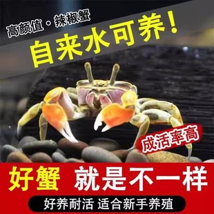 Mini Live Chili Crab Deep Water Ornamental Crab Insect-Eating Algae-Removing Freshwater Crab Fish Tank Climbing Pet Bean Crab Pet Crab
