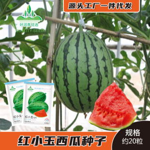 �tС��2K���ϷN���紺�t��YƷ����С���ϷN���ְ�Ƥ�ļ�����t��