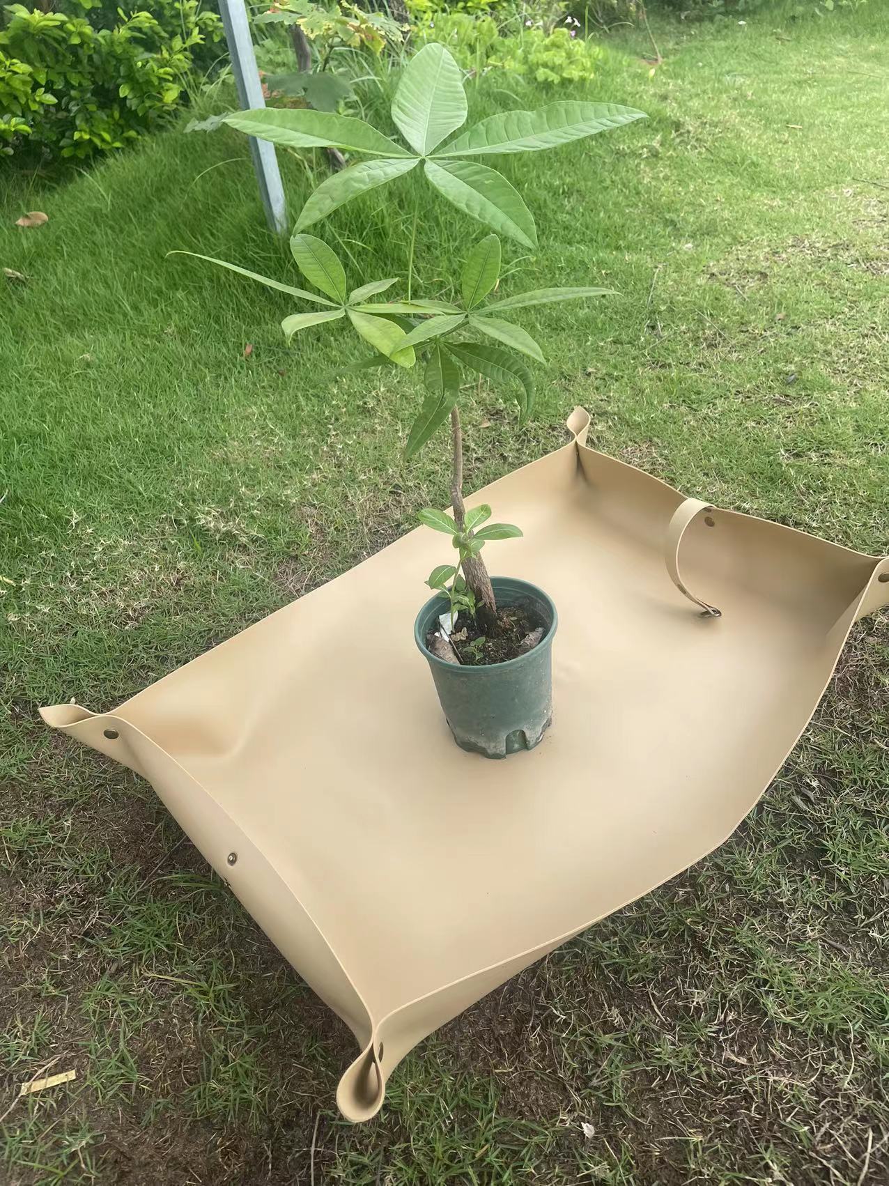 Jardín de acabado maceta de arroz de albaricoque cultivado bandeja de jardinería de plantación verde maceta de reemplazo maceta verde marrón negro