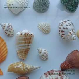 天然贝壳海螺海星材料包手工diy拍摄背景风铃漂流瓶鱼缸装饰套装
