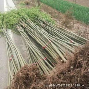 ������������S��������ֱ�����繫�@�G���е����L�����������ľ