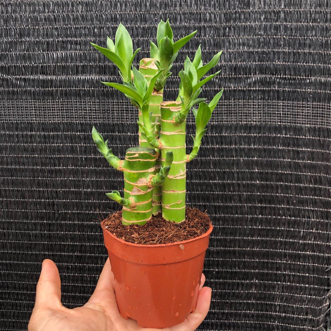 批发绿植盆栽 观叶植物小盆栽 办公室桌面盆栽90#步步高