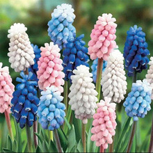 进口葡萄风信子种球水培土培耐寒阳台小盆栽四季好养酒店家居装饰