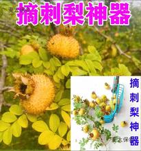 ժᗗɽͲ̫rþջ²˻{ݮyӹ