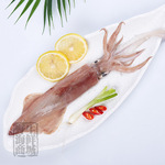 大鱿鱼东山岛本港海钓大管鱿鱼火箭筒特鱿软供应酒店大船钓鱿钓管