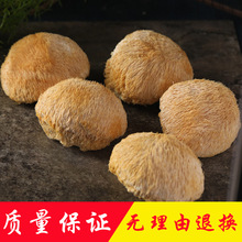 猴头菇产地直销批发菌菇猴头菇粉养胃粉古田土特产干货煲汤料蘑菇
