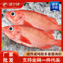 鲜冻红石斑鱼海捕龙胆鱼整条冷冻富贵鱼新鲜长寿鱼东星斑批发