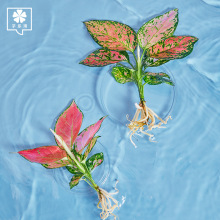 ˮ��ֲ���҃ȾGֲ�ļ�ˮ�Bˮ���G�}���F��t�����������滨������