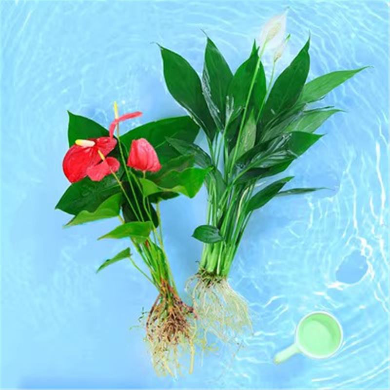 안스리움 싱글 + 화이트 팜 2개(수경재배) + 영양