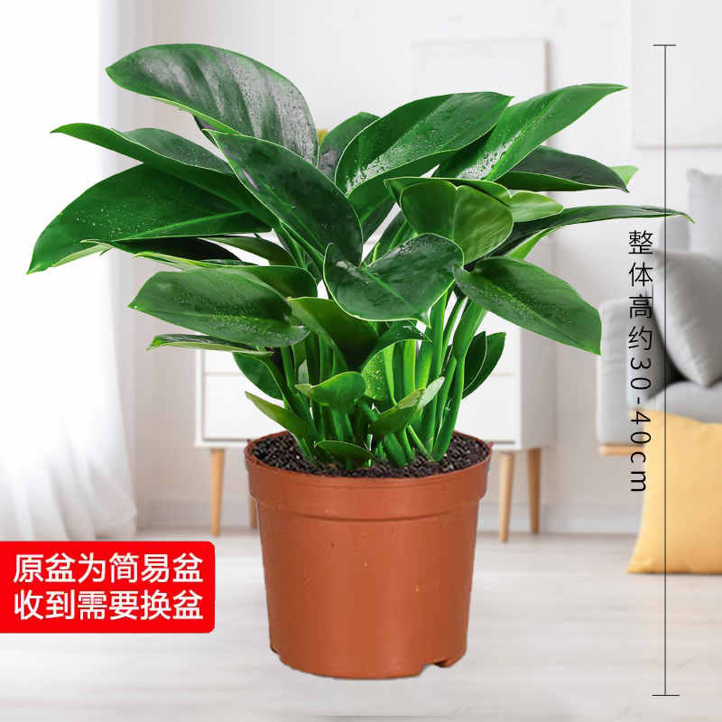 금 다이아몬드 3개, 높이 약 45cm + 원토 + 영양액