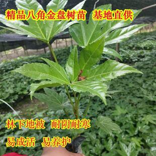 Dropshipping of Small Seedlings of the Eight-Pointed Golden Plate Tree, Shade-Tolerant and Cold-Resistant, Suitable for Courtyard, Villa, and Community Greening, Potted Plants for All Seasons