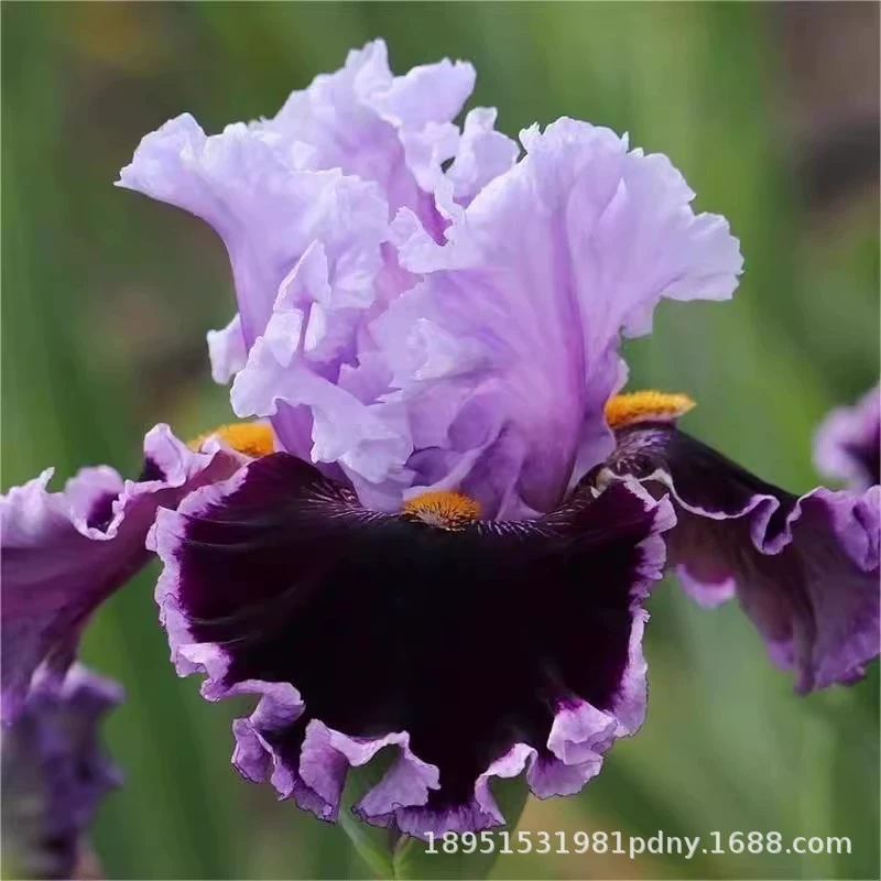 Саженцы голубого цветка ириса, морозостойкие саженцы орхидеи-бабочки, комнатные цветочные растения в горшках для двора, саженцы лупина для инженерного зеленения