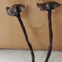 批发长腿黑灵芝 竹灵芝不苦黑灵芝 紫灵芝山东灵芝产地大量供应