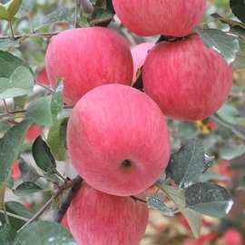 苹果新鲜水果当季整箱10斤礼盒应季红富士冰糖心自家果园产地直发