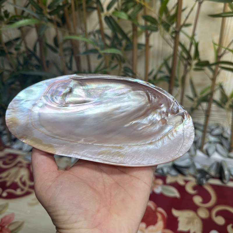 天然抛光单片光亮粉咖色珍珠贝壳蚌壳鱼缸造景拍摄道具首饰收纳盘|undefined