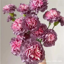 重瓣康乃馨种子四季易种开花植物盆栽种子多年生室内阳台观赏花种