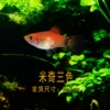 Mickey three colors 10 free fish food