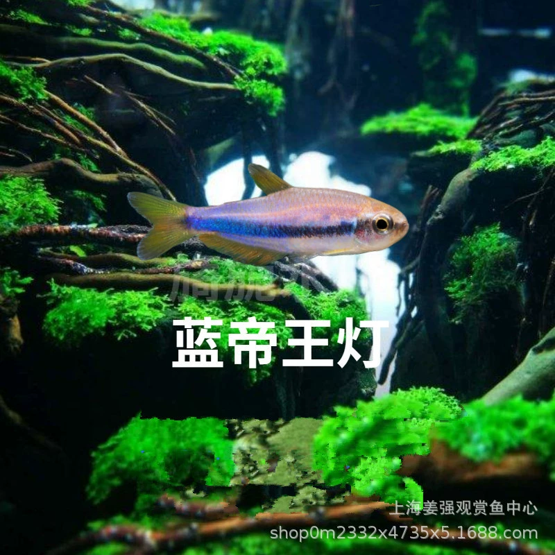 Тропические декоративные рыбы Император Фонарь Групповой Тур Трава Танк Фонарь Синий Император Фонарь Зебра Live Pet Оптовая