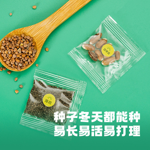 Children's Mini Planting Sunroom Plant Observation Window Seed Box Germination Growing Pot Plant Science Experiment Toy 3+