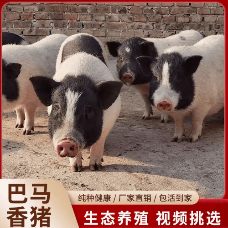 散养小香猪价格香猪活物纯种香猪幼崽猪仔猪苗出售巴马香猪活体