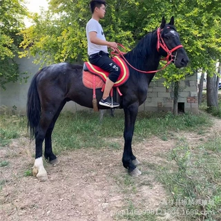 养马场出售可以骑乘的马半血马 伊犁马 阿拉伯马 矮马