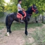 伊犁可以骑乘阿拉伯矮马